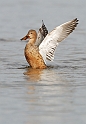 Shoveler female - A